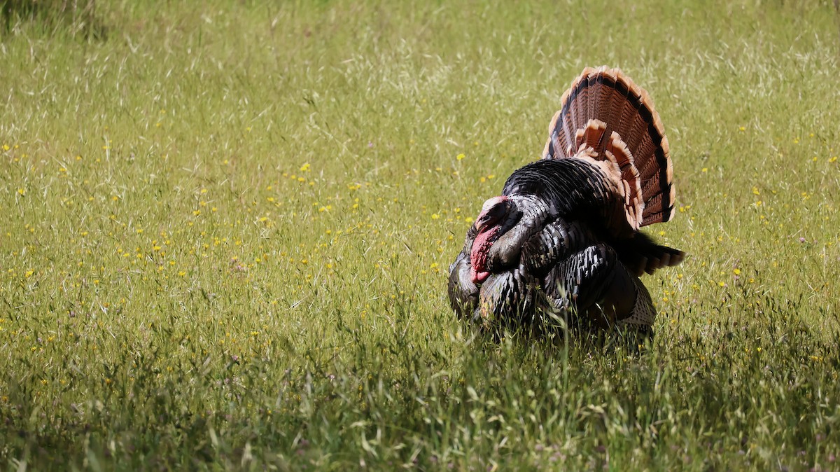 Wild Turkey - Daniel Gillingwater