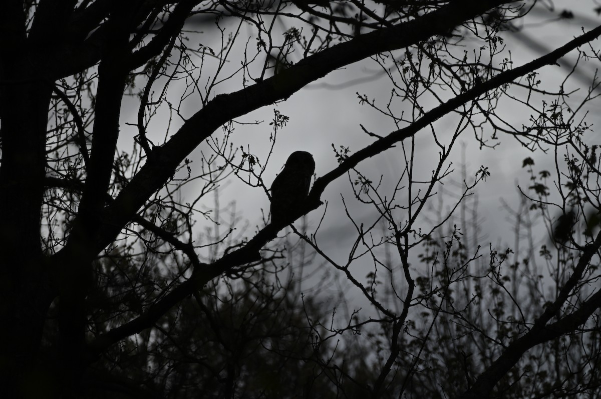 Barred Owl - ML619047412