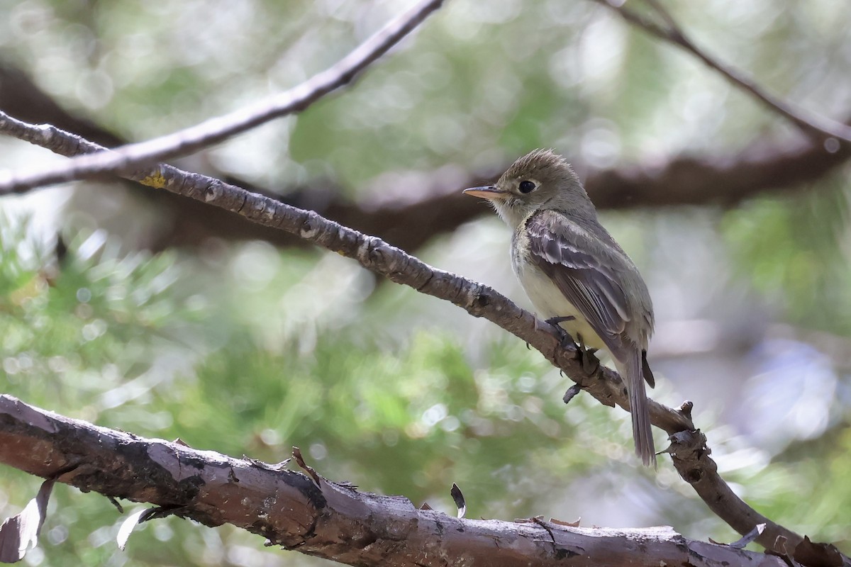Western Flycatcher (Pacific-slope) - Corry Chen
