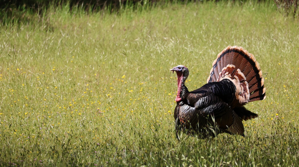 Wild Turkey - Daniel Gillingwater