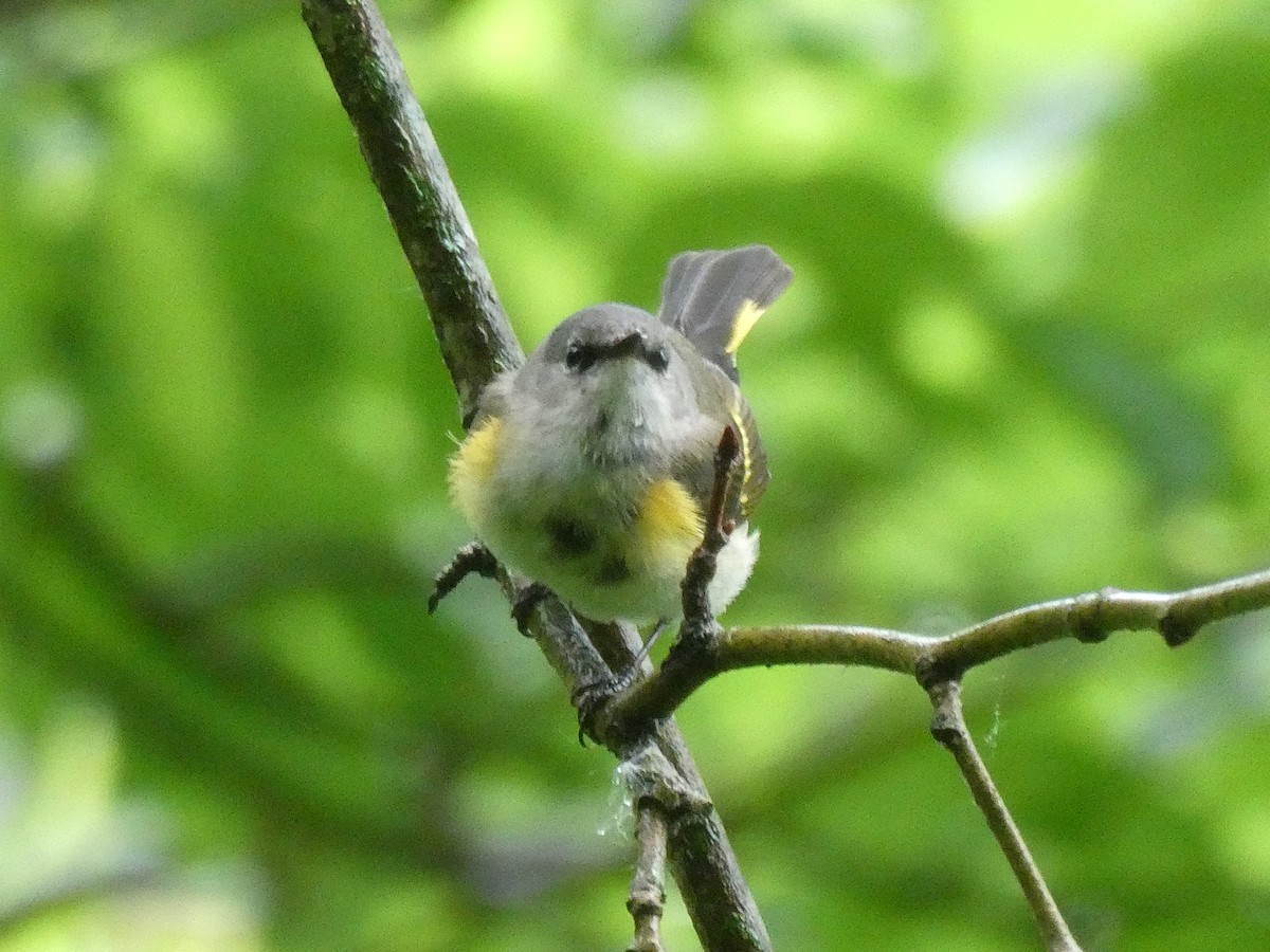 American Redstart - ML619047418