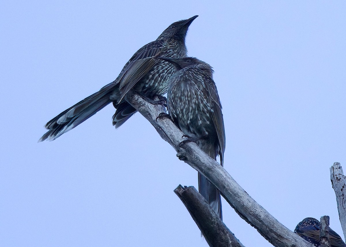 Little Wattlebird - Rachel Lawrence