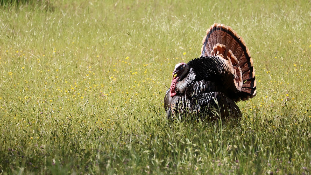 Wild Turkey - ML619047422