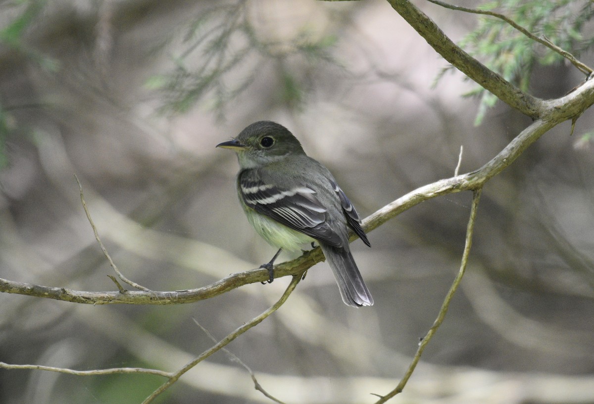 Acadian Flycatcher - ML619047424