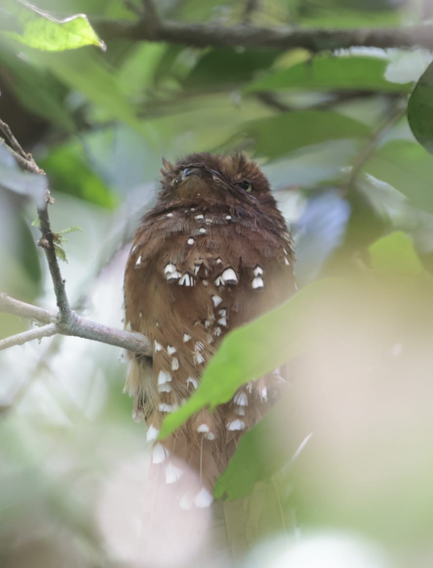 Rufous Potoo - ML619047427