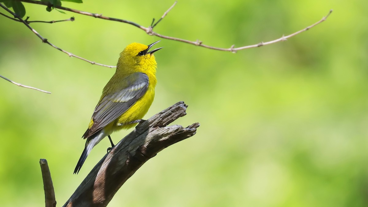 Blue-winged Warbler - ML619047428