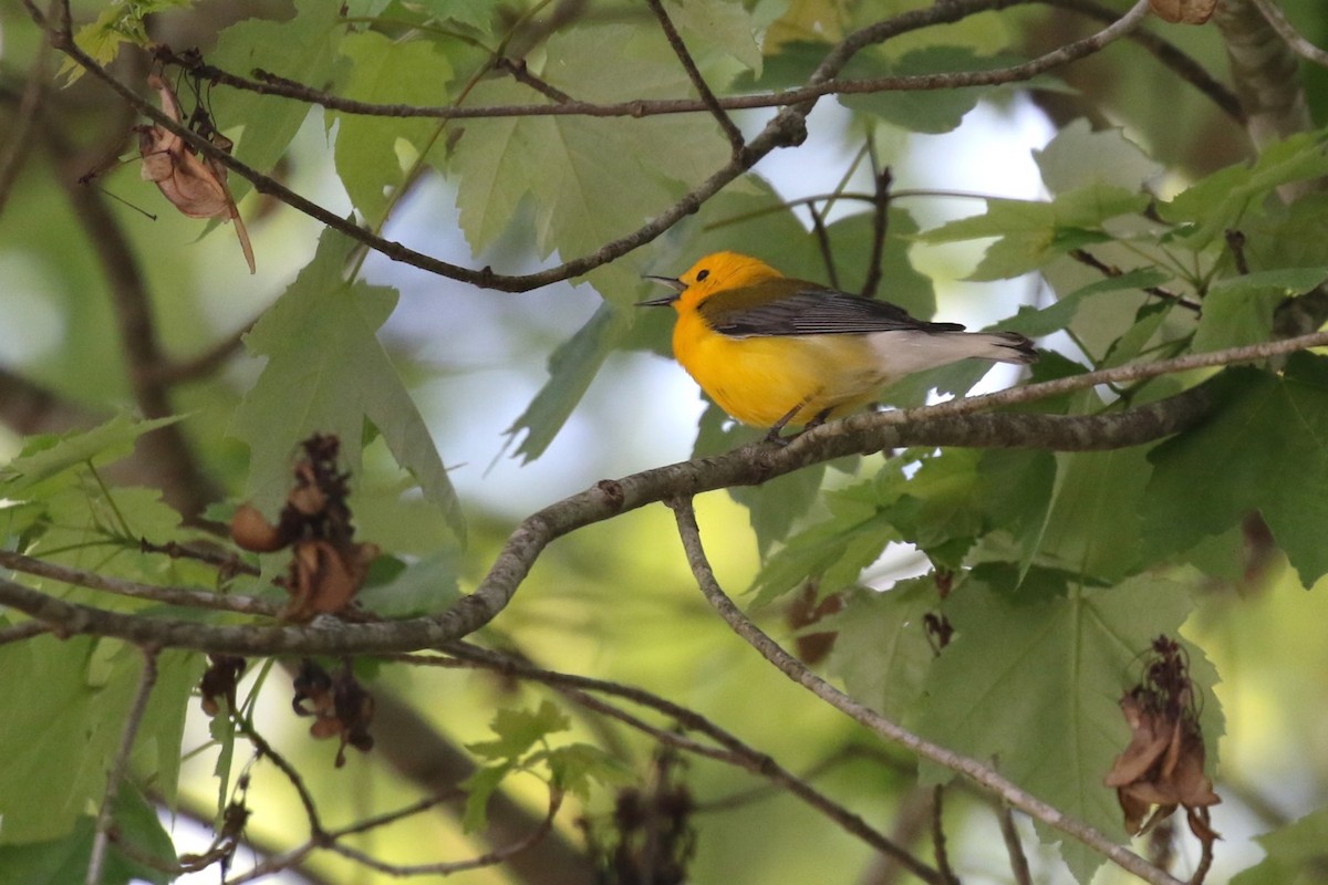 Prothonotary Warbler - David Rupp