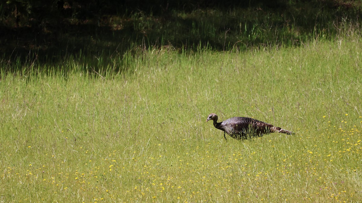 Wild Turkey - Daniel Gillingwater