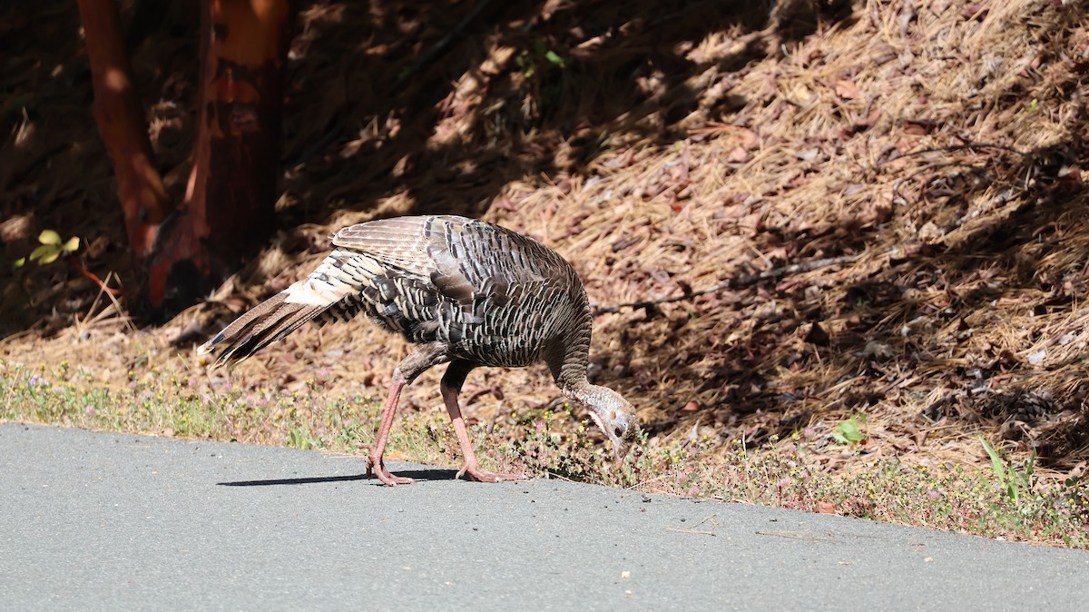 Wild Turkey - ML619047455