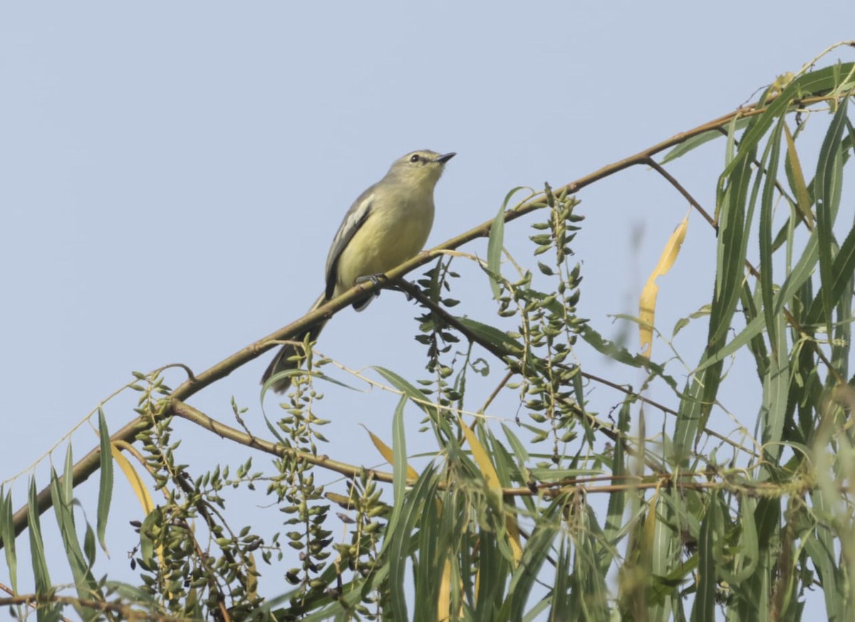 Lesser Wagtail-Tyrant - ML619047457