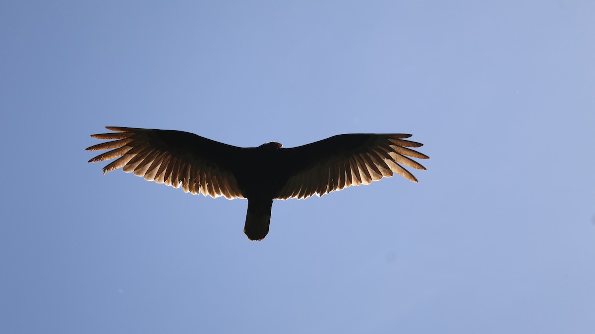 Turkey Vulture - Daniel Gillingwater