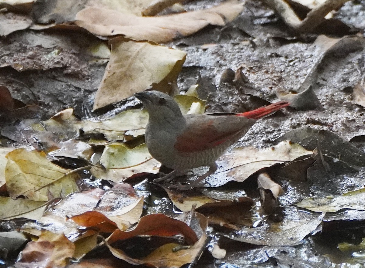 Red-winged Pytilia - Javier Train Garcia