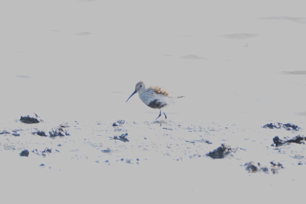 Dunlin - ML619047465