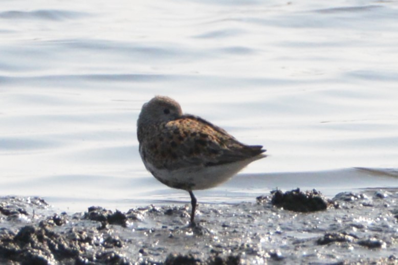 Dunlin - ML619047466