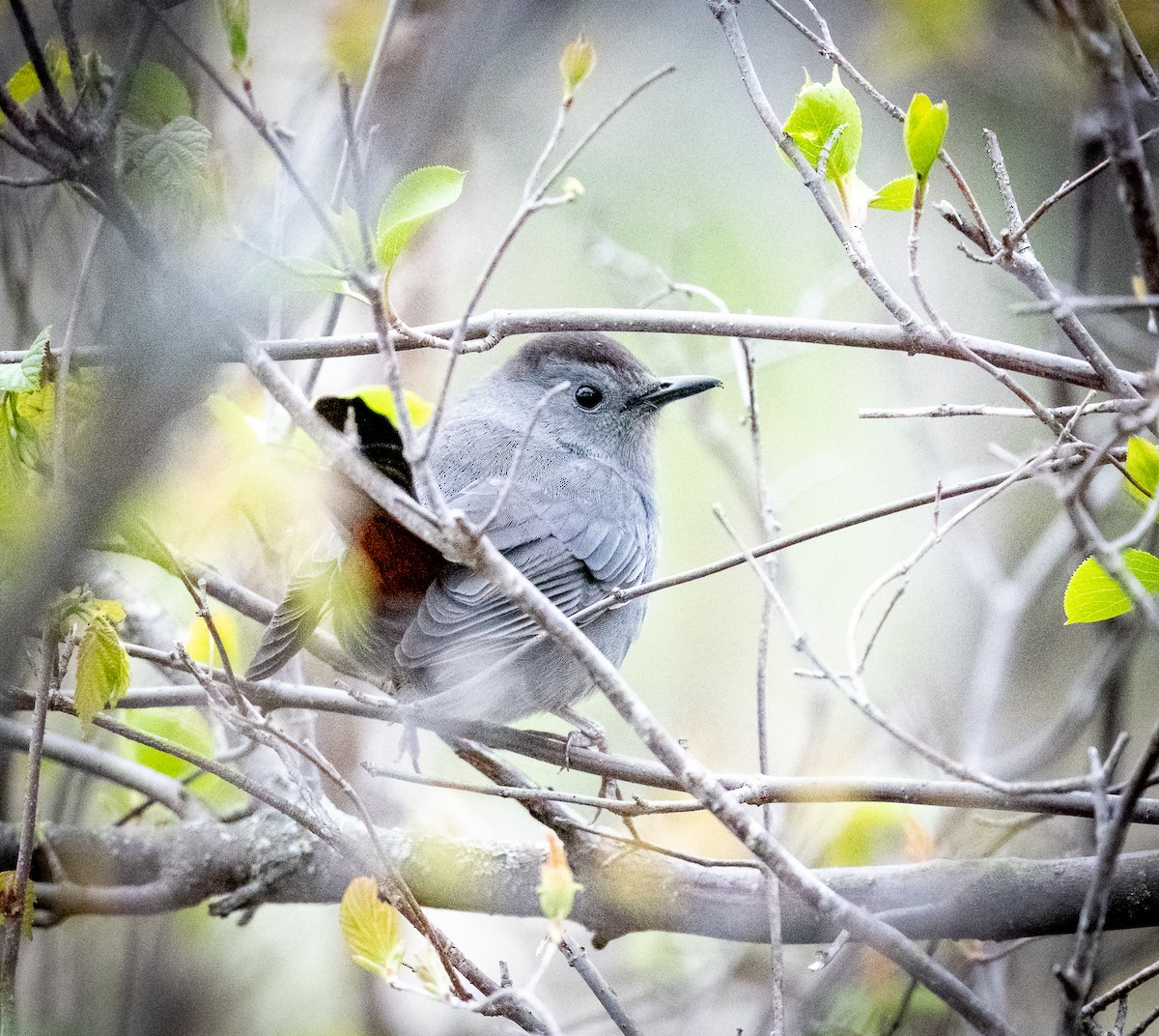 Gray Catbird - ML619047472