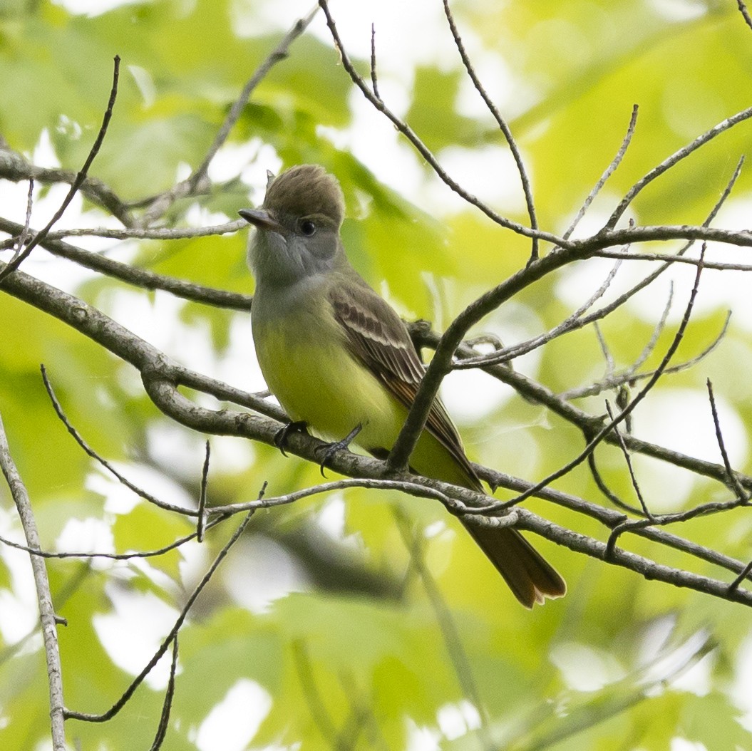 Great Crested Flycatcher - ML619047486
