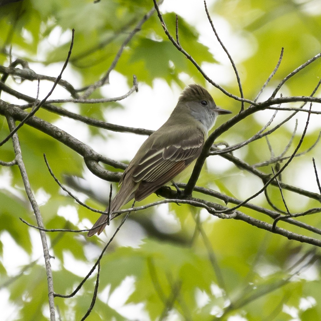 Great Crested Flycatcher - ML619047487
