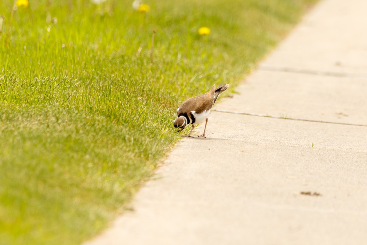 Killdeer - ML619047491