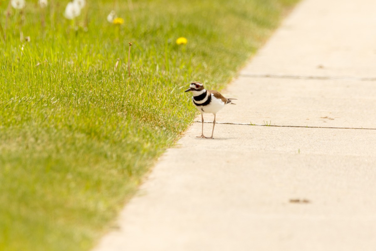 Killdeer - ML619047494