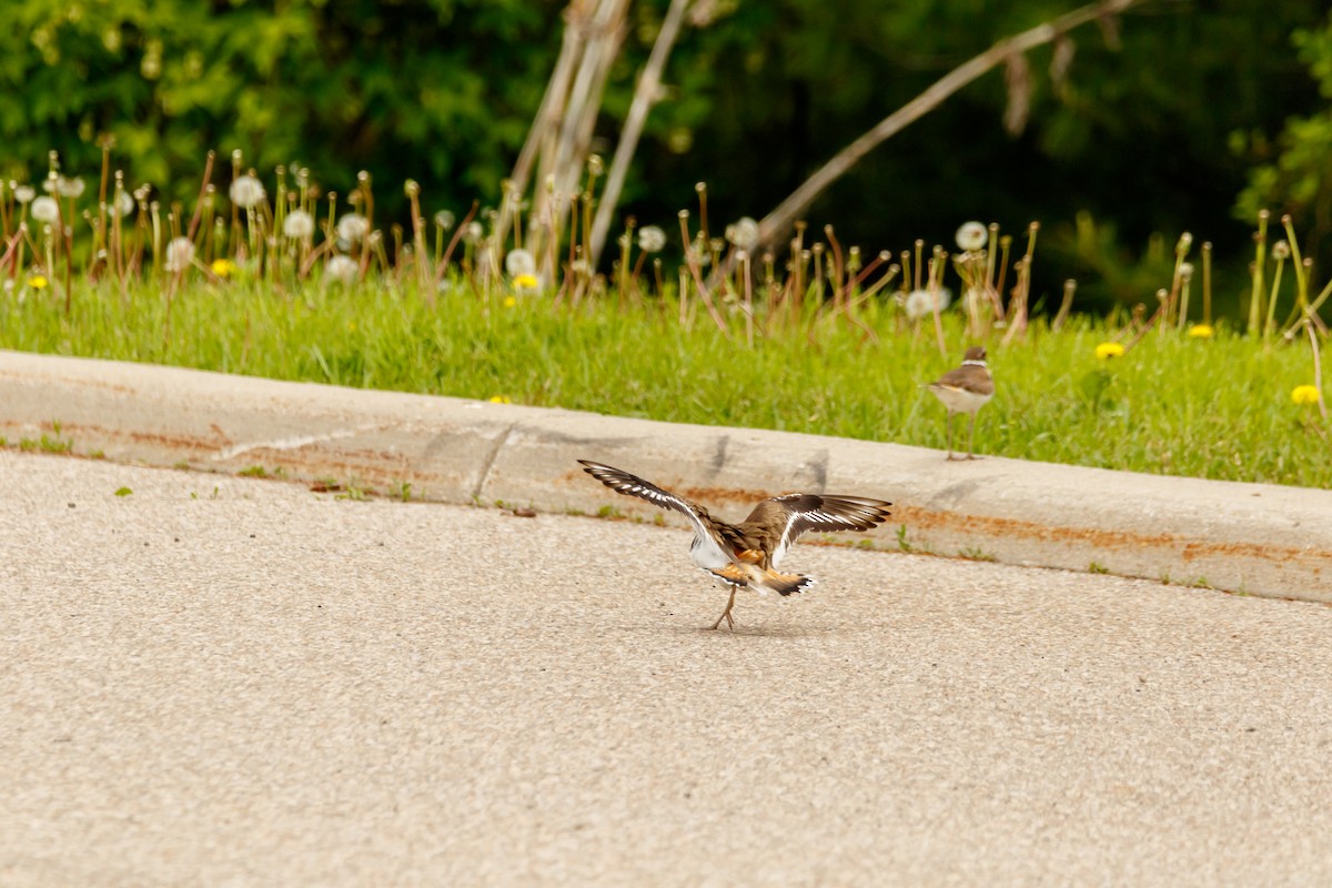 Killdeer - ML619047496