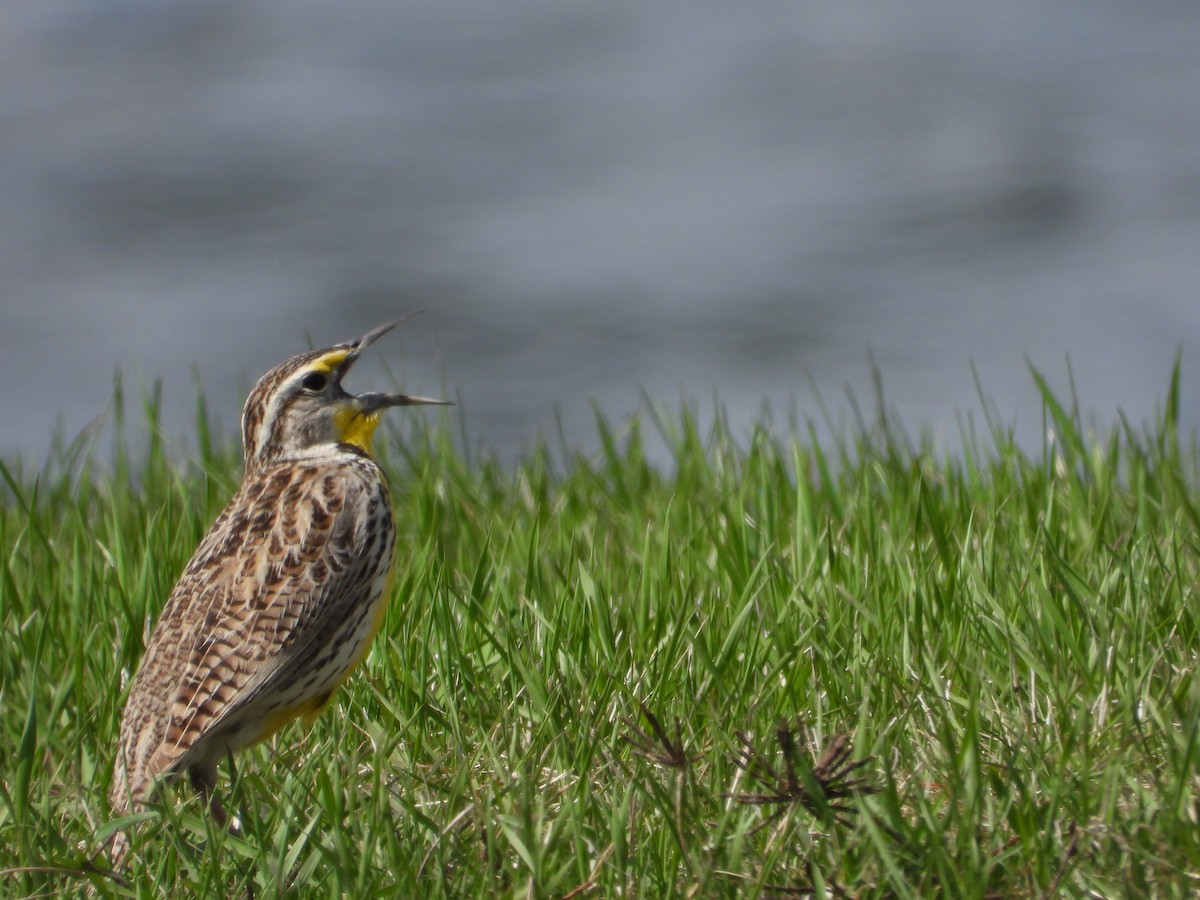 Western Meadowlark - Daniel Raleigh