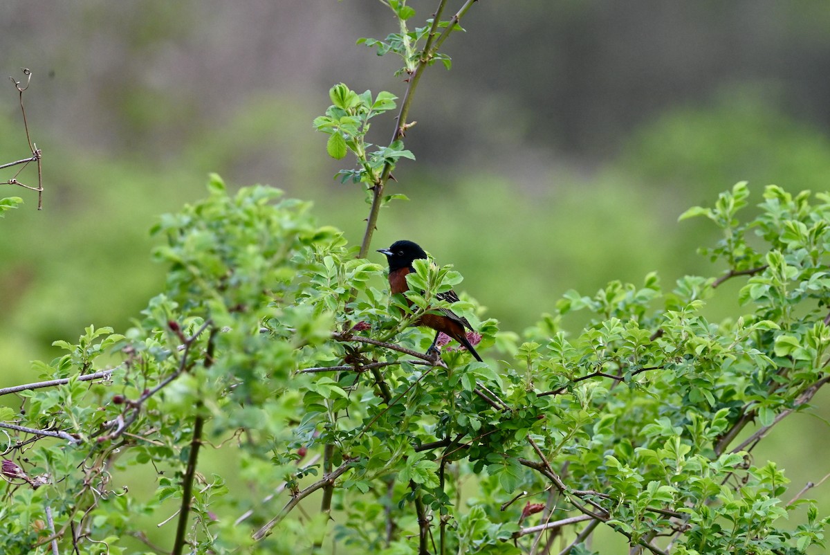 Orchard Oriole - ML619047498