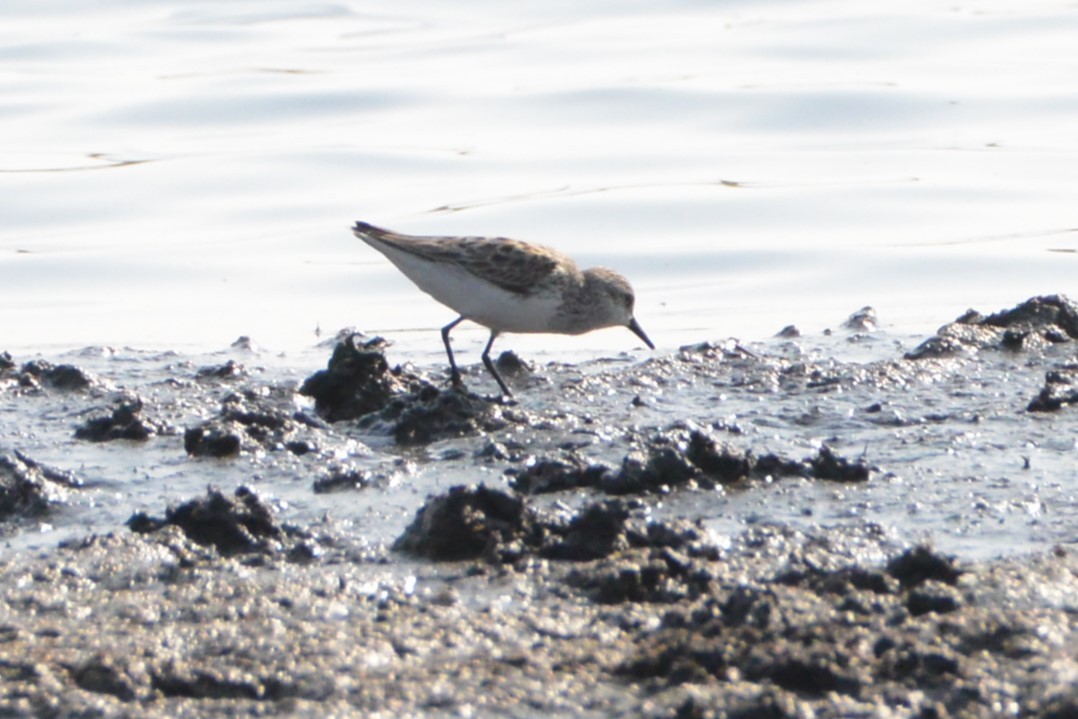 Semipalmated Sandpiper - Victor Webber