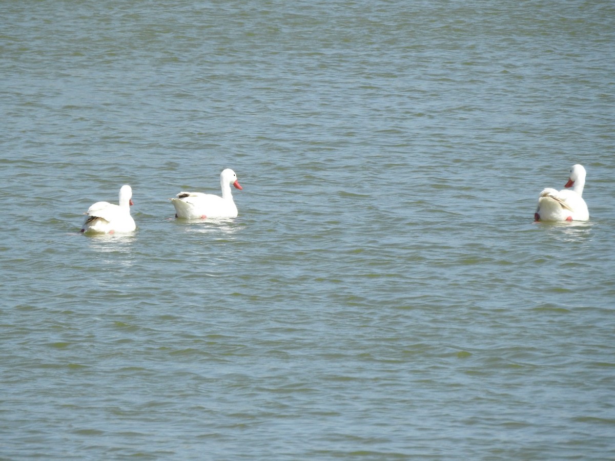 Coscoroba Swan - ML619047509