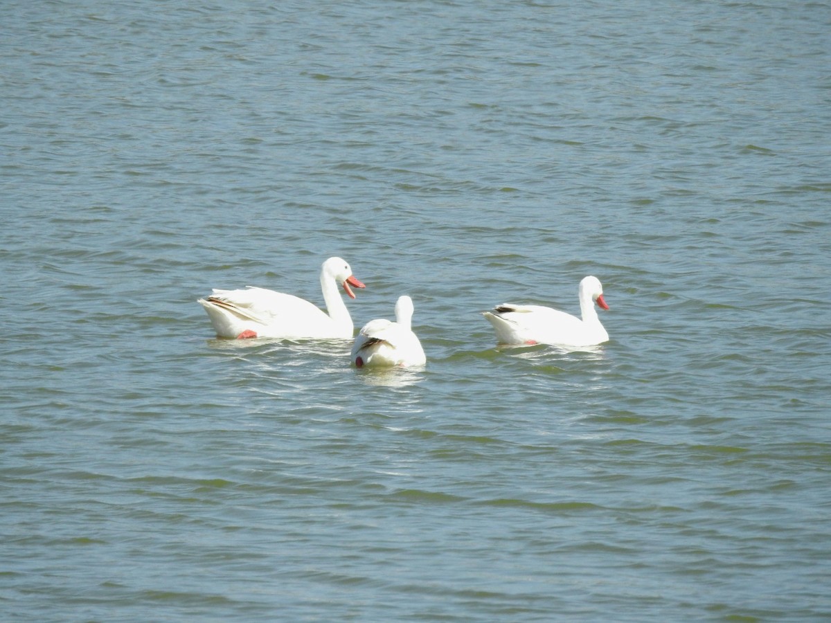 Coscoroba Swan - Fernando Muñoz