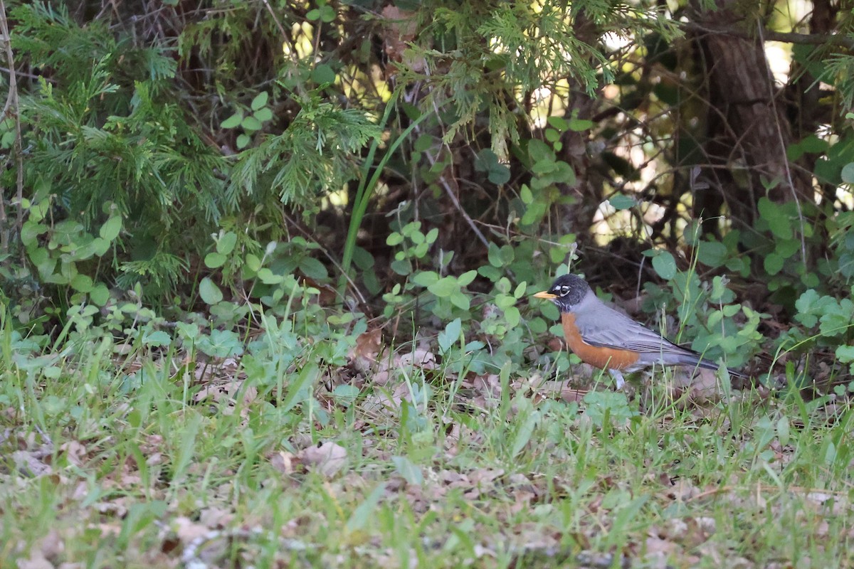 American Robin - ML619047511