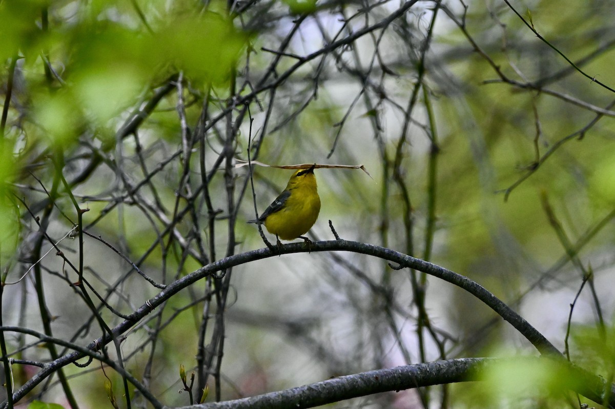 Blue-winged Warbler - ML619047513