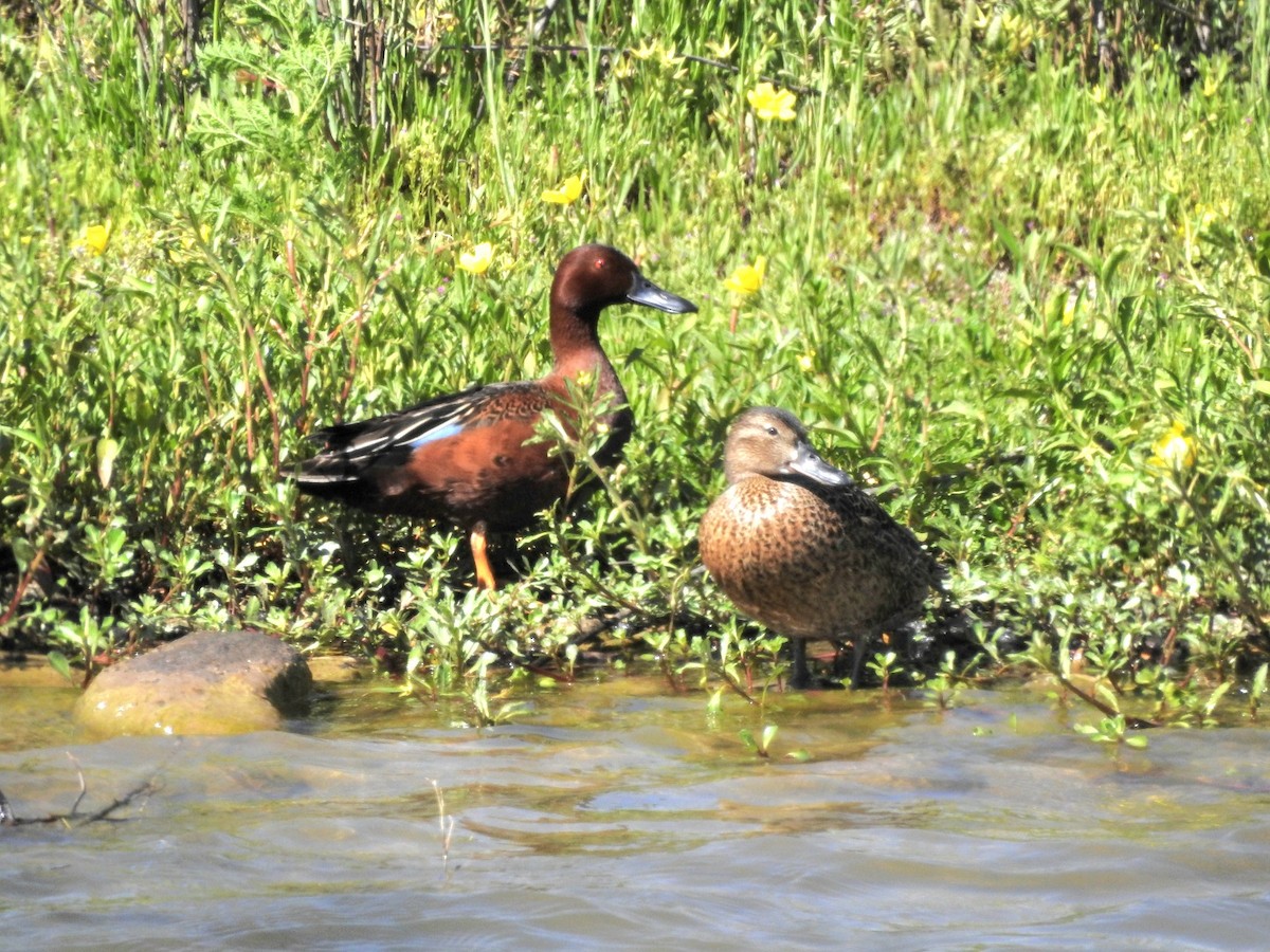 Cinnamon Teal - ML619047531