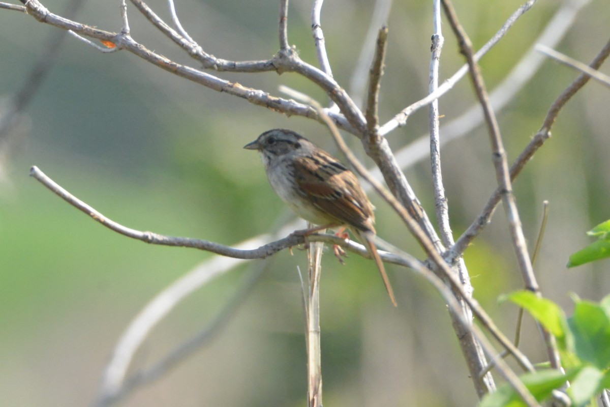 Swamp Sparrow - Victor Webber