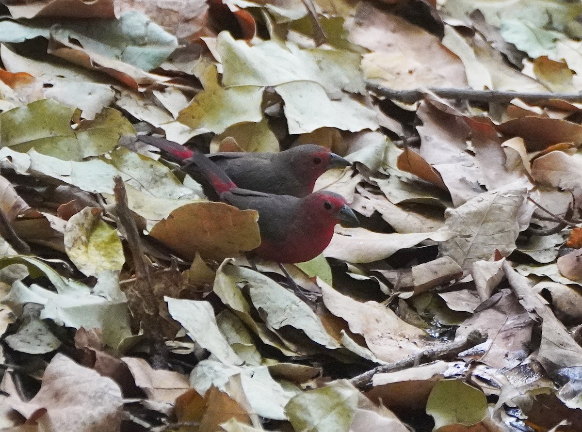 Mali Firefinch - Javier Train Garcia