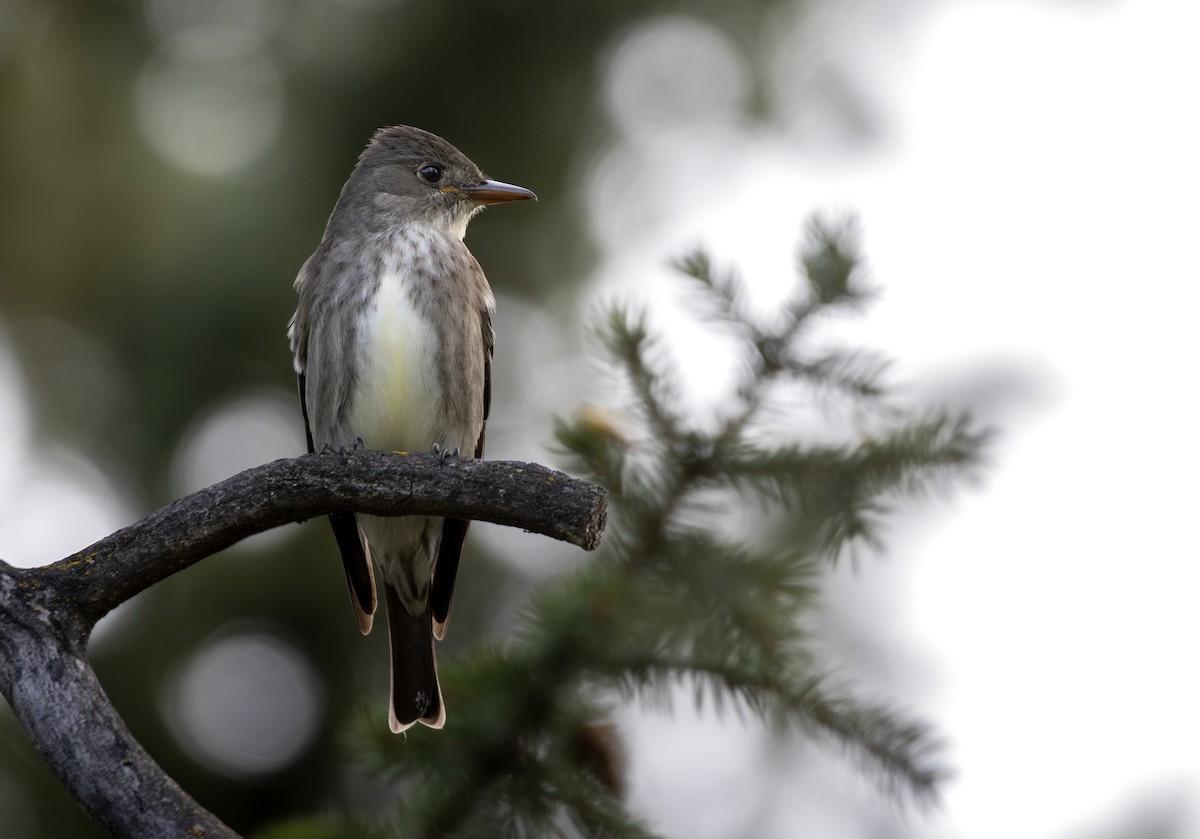 Olive-sided Flycatcher - Rain Saulnier