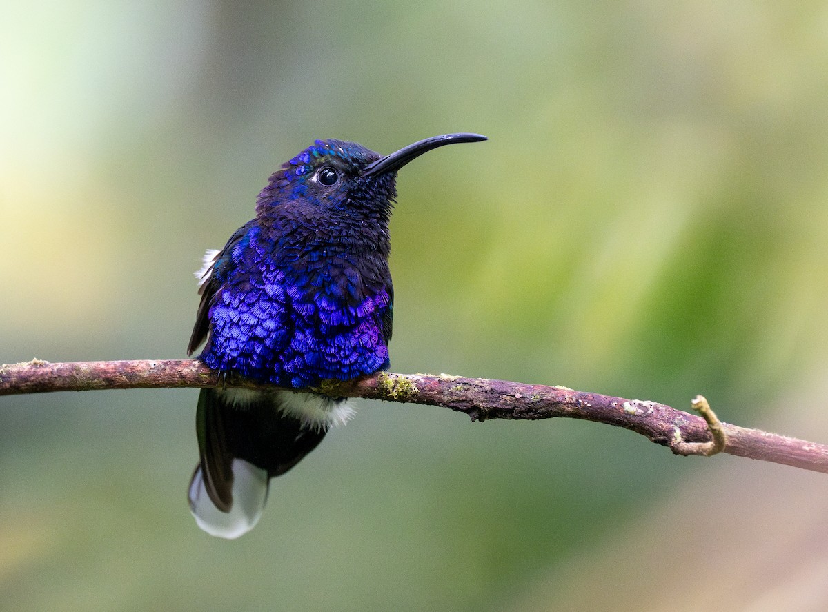 Violet Sabrewing - Forest Botial-Jarvis