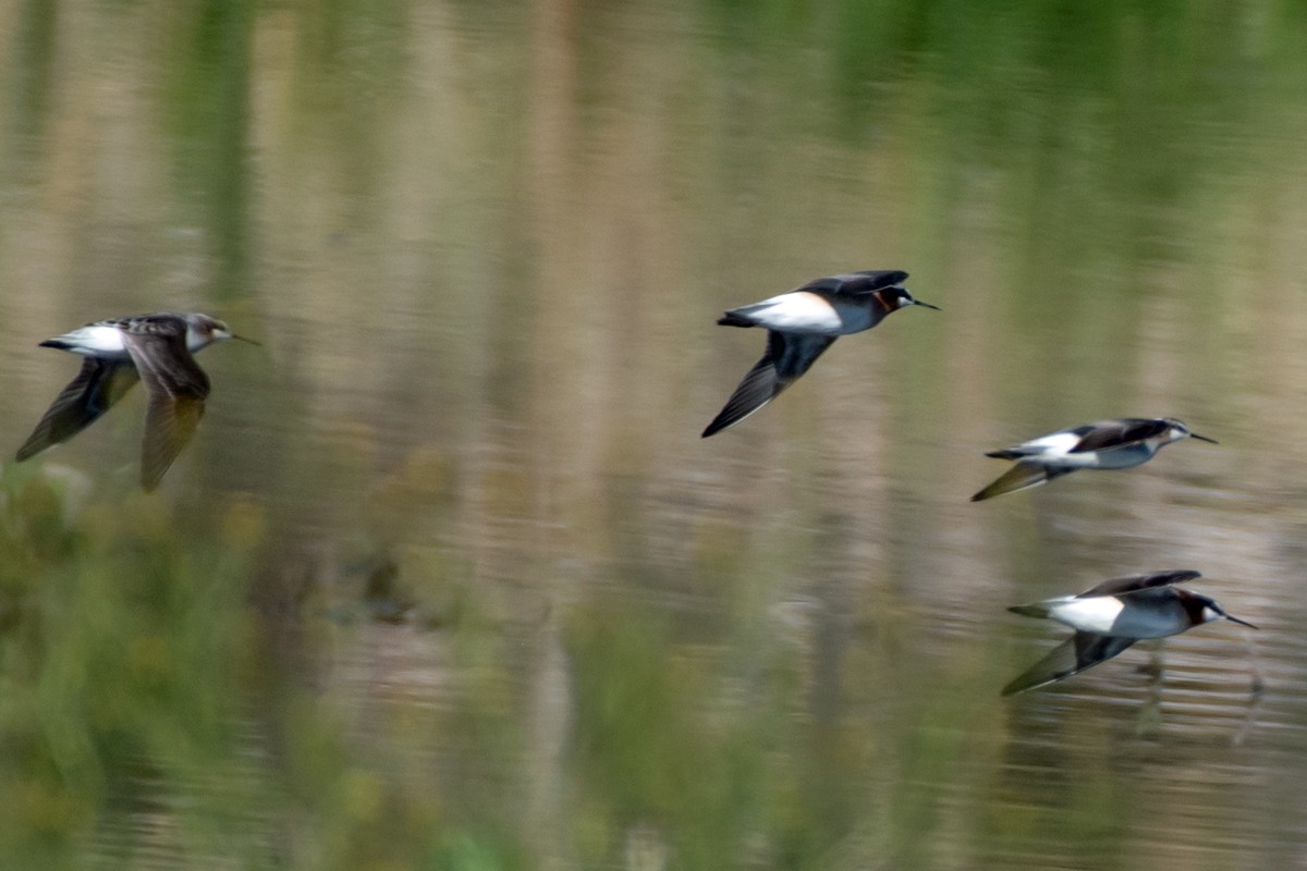 Wilson's Phalarope - ML619047569