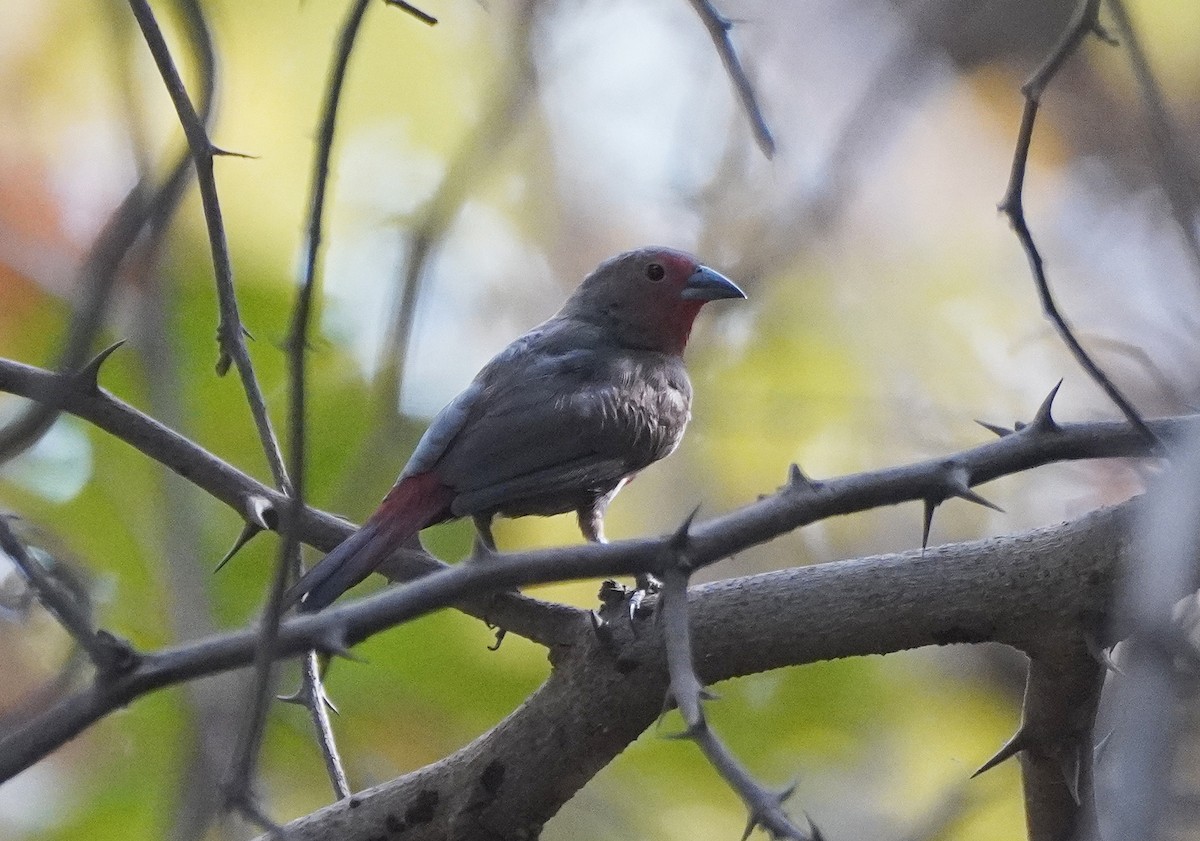 Mali Firefinch - Javier Train Garcia