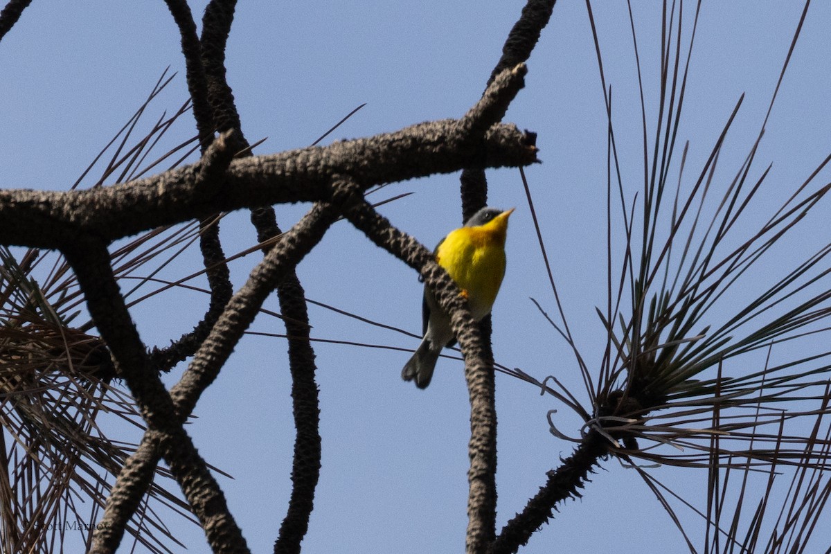 Tropical Parula - Scott Marnoy