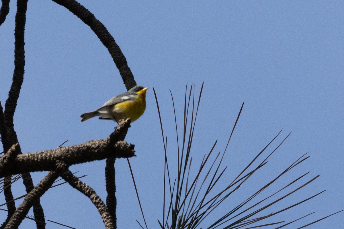 Tropikal Parula - ML619047576