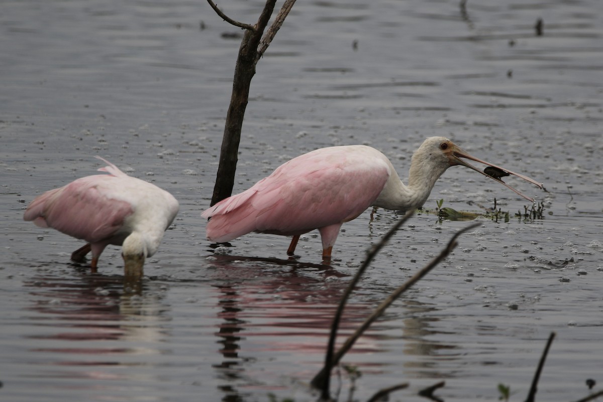 Roseate Spoonbill - Stephanie  Wallace