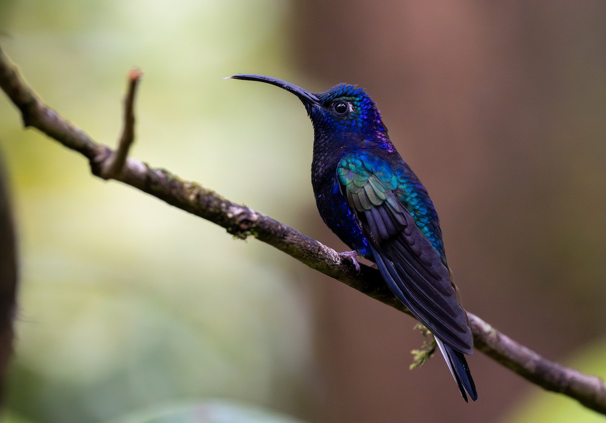 Violet Sabrewing - Forest Botial-Jarvis