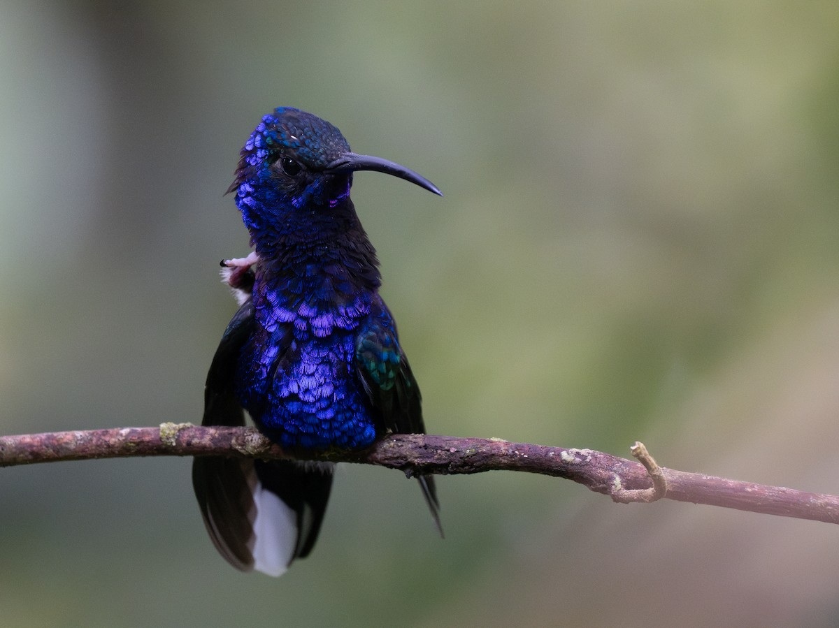 Violet Sabrewing - Forest Botial-Jarvis