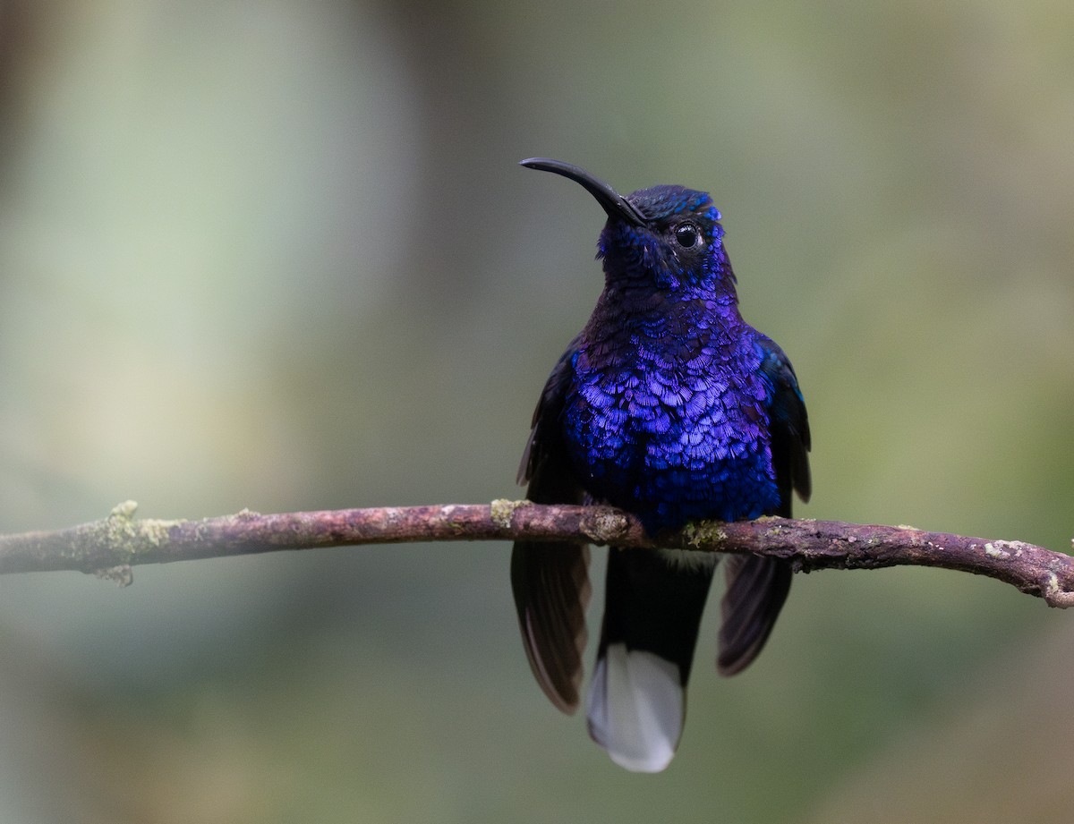 Violet Sabrewing - Forest Botial-Jarvis