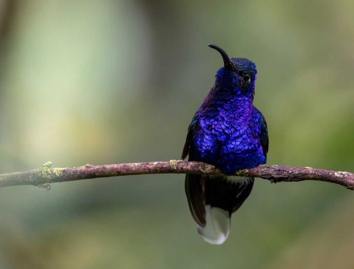 Violet Sabrewing - Forest Botial-Jarvis