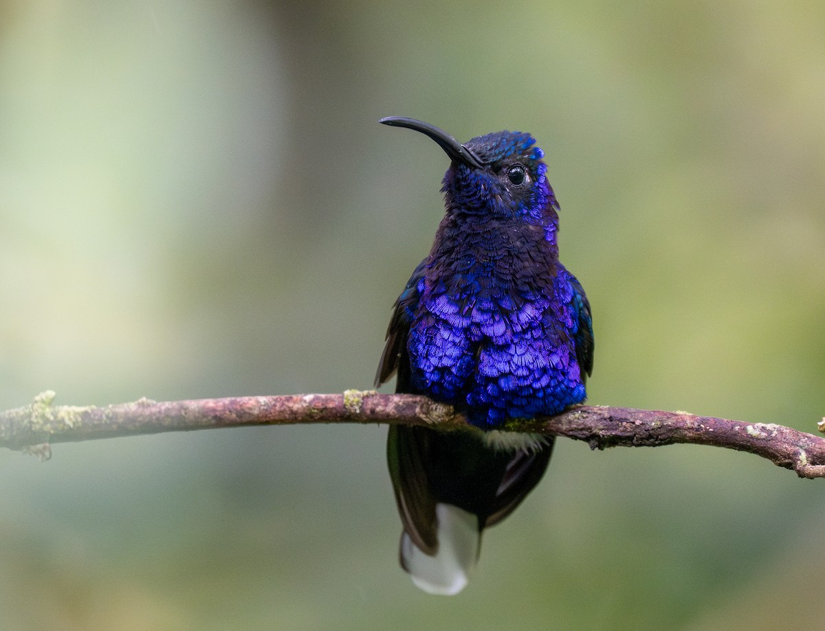 Violet Sabrewing - Forest Botial-Jarvis