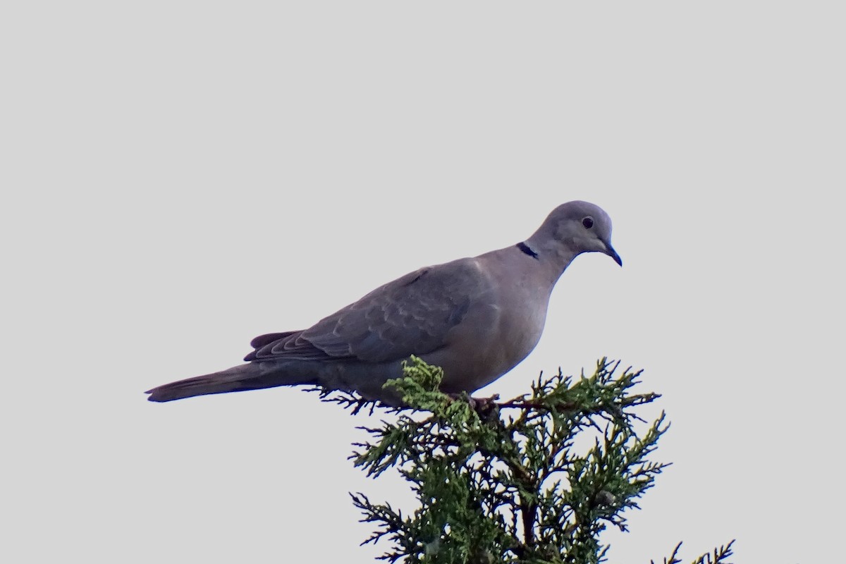 Eurasian Collared-Dove - ML619047592