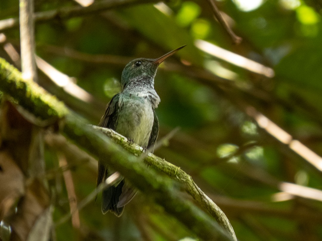 Blue-chested Hummingbird - Juan  Giraldo G