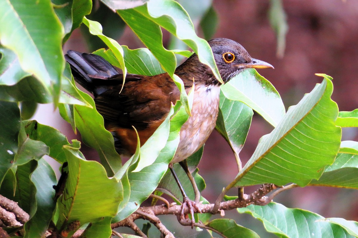 White-necked Thrush - André Tostes Tostes