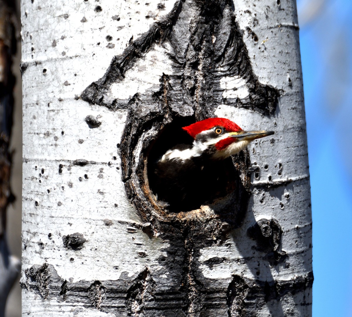 Pileated Woodpecker - Dominic Thibeault